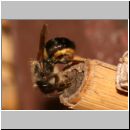 Osmia bicornis - Rote Mauerbiene w01b beim Nestverschluss.jpg